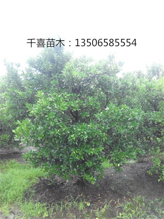 浙江胡柚树、批发供应上海金华工程苗胡柚树