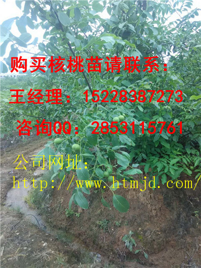 丰都8518核桃苗，良种薄壳核桃苗，核桃苗种植区域