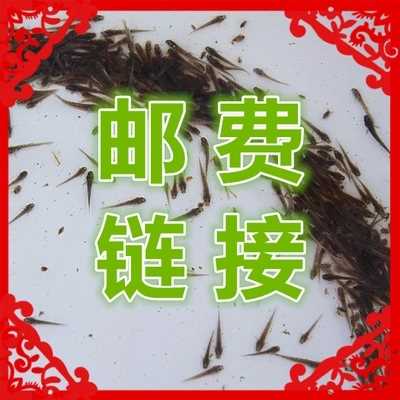 台湾泥鳅养殖技术学习_台湾泥鳅养殖技术培训