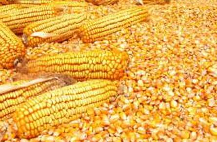 大量收购玉米、大豆、碎米、花生粕等