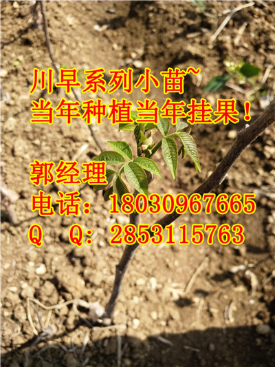 种植核桃树苗要打农药吗？