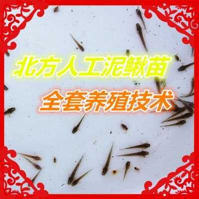 台湾泥鳅苗哪家便宜/各种泥鳅苗