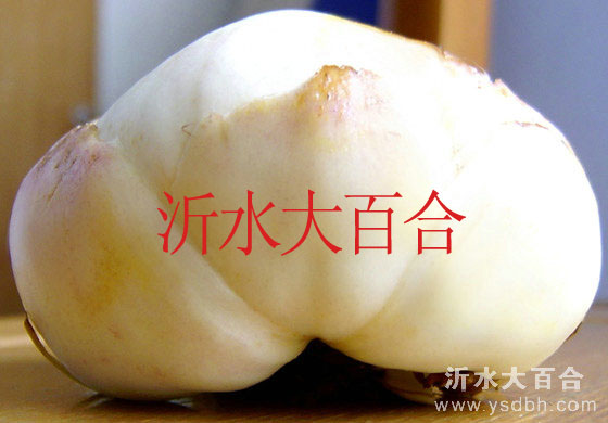 食用百合种子价格 食用百合种子供应