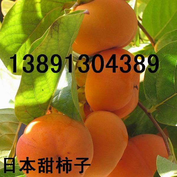 陕西大荔脆甜柿子产地批发大量上市