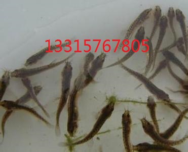 全套泥鳅养殖方法 台湾泥鳅养殖联系电话