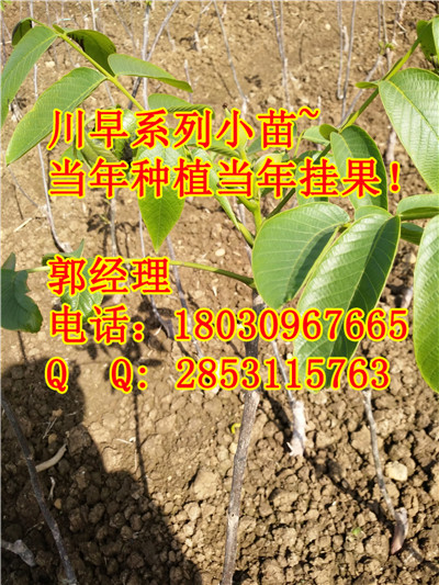 重庆9818核桃苗种植视频