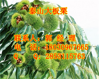 洪雅良种嫁接板栗苗，洪雅大红袍板栗苗