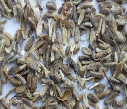 提供白术种子供应_优质白术种子供应
