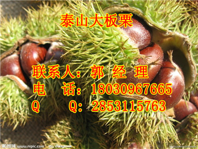 云南嫁接板栗苗，云南板栗苗哪个品种
