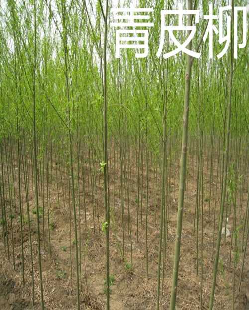 出售柳树苗价格-柳树苗种植基地