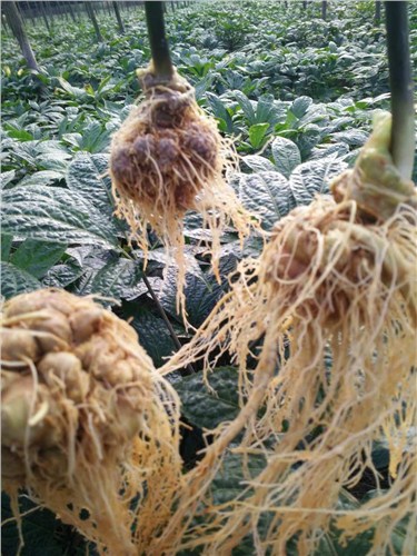 昆明破壁三七粉哪里有售 昆明破壁三七粉哪里有卖 昆明破壁三七粉哪里有买 璟门供