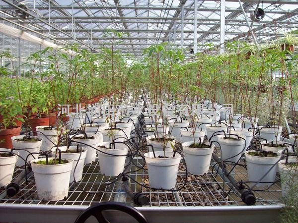 保定涿州厂家供应花卉滴灌长直滴箭