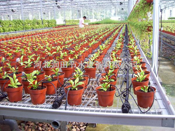 河北保定大棚花卉滴灌一出二滴箭价格