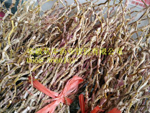 铁皮石斛  浙江统条