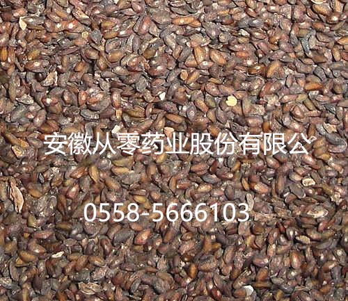 车前子    统货 江西宜春