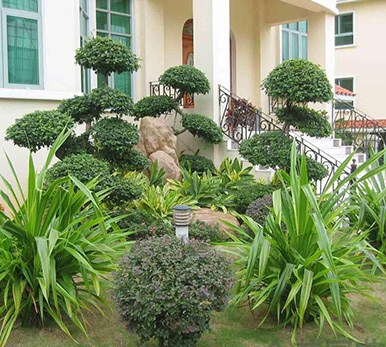 绿植租摆,上海绿植租摆,绿植租凭报价,阳氏供