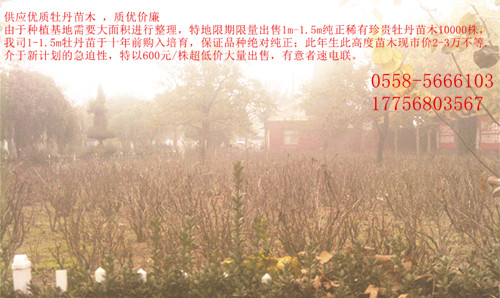 牡丹 各种规格牡丹苗供应  价格优惠