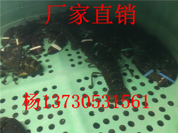 专业定制玻璃钢暂养桶 海鲜养殖暂养桶 可移动式暂养桶的价格