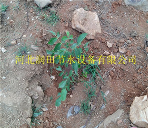 吉水县稳流器小管出流|果树灌溉设备PE管
