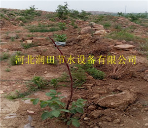柑橘树果树灌溉设备|吉水县紊流器滴头