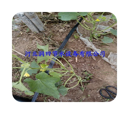 樟树镇厂家大量出售滴灌带系列