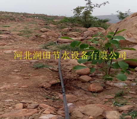 吉安永丰县果树滴灌管子 桃树小管出流