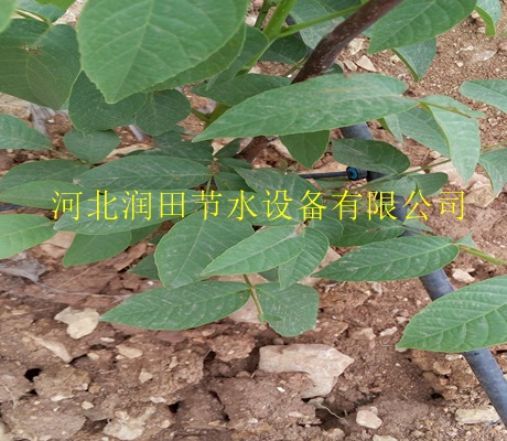 苹果树滴灌设备|吉安永丰县果树滴灌管子