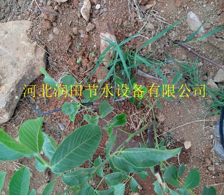 吉安永丰县果树滴灌管子|紊流器小管出流