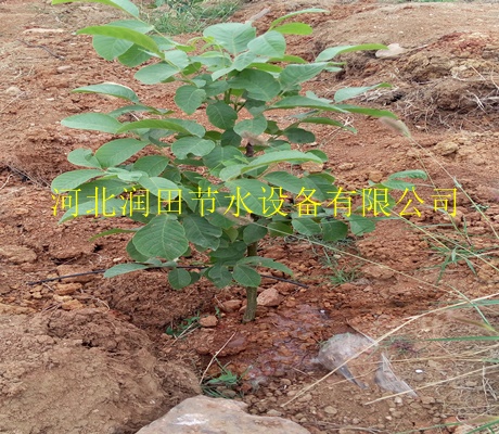 柑橘树滴灌毛管|吉安永丰县果树滴灌PE管