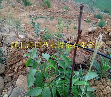 山地桃树灌溉|吉安永丰县果树节水滴灌PE管