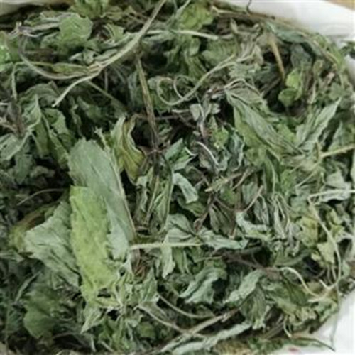 薄荷 全草薄荷 大量供应
