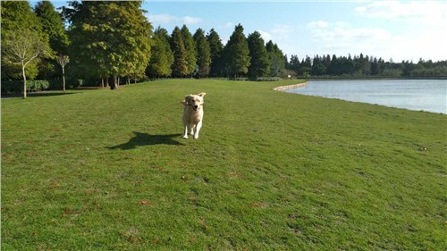 上海宠物犬 宠物犬哪家好 宠物犬怎么选 代福供