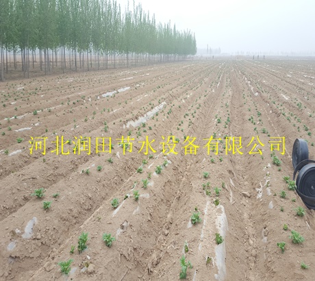 普松乡耐用滴灌带 内镶贴片式滴灌带
