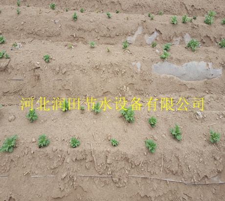 普松乡出售滴灌带 价格低