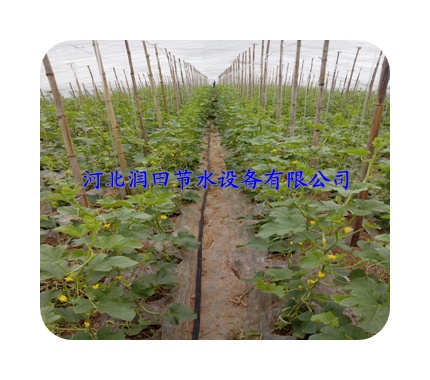 滴灌带节水灌溉|江南镇滴灌厂家