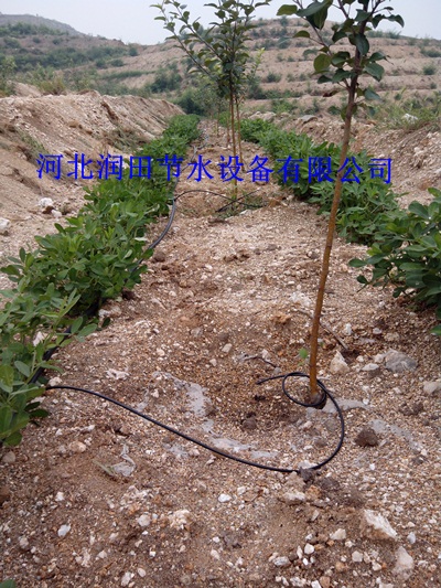 三市镇果树滴灌 小管出流稳流器