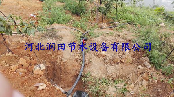 三市镇小管出流 果树滴灌技术