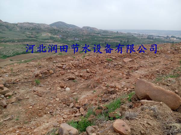 果树滴灌展示 三市镇小管出流技术
