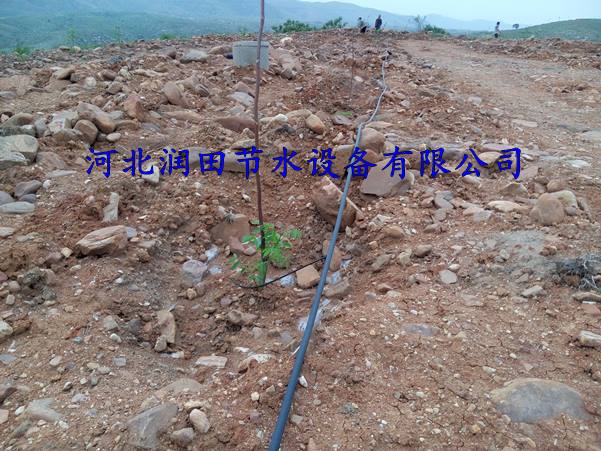 三市镇小管出流 果树滴灌 长期供应
