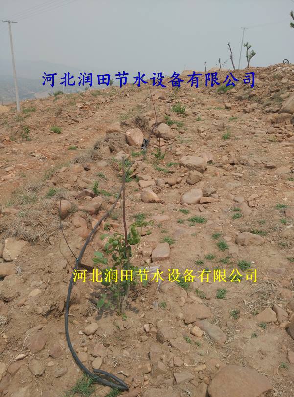 三市镇小管出流 灌溉PE管 省水省力