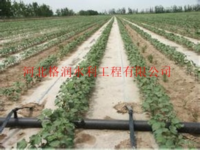 高效节能的辽宁白菜滴灌带|滴水带厂家