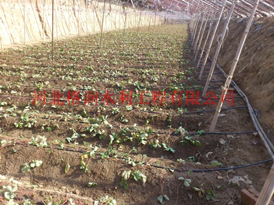 郑州巩义市膜下滴灌|节水滴灌|文丘里吸肥器