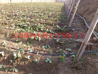 河南大棚蔬菜膜下滴灌是如何稳步推进的