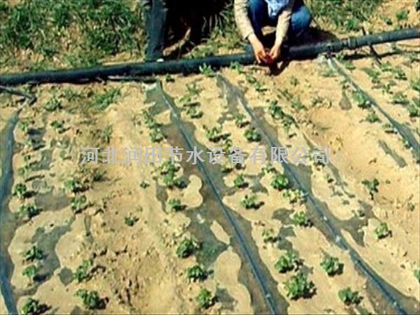 永州市新田县大棚青椒滴灌丨蔬菜膜下滴灌丨黑色滴水带