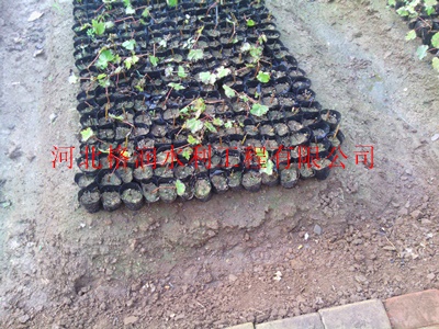 淇县地插微喷|大棚微喷|吊旋微喷头-行业专家