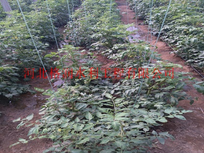 陕西花卉新绿地滴灌管|质量上乘