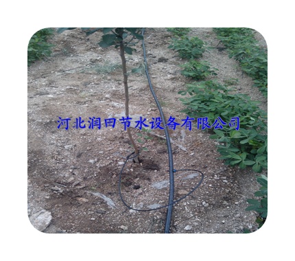 广东省湛江市芒果果树滴灌 价格合理|厂家直销