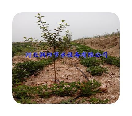 广东云浮市龙眼果树滴灌 节水灌溉设备 果树滴灌PE管