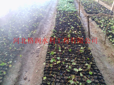 湖北广水大棚专用方形轻雾微喷头的价格|规格