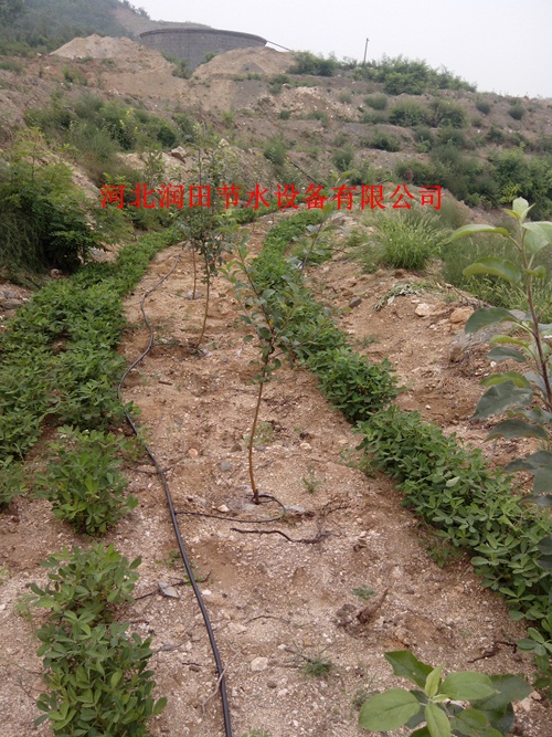广东河源市【猕猴桃 栗子】山区果树滴灌毛管 欢迎来购